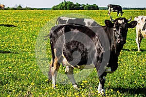 Cow on flower meadow. photo